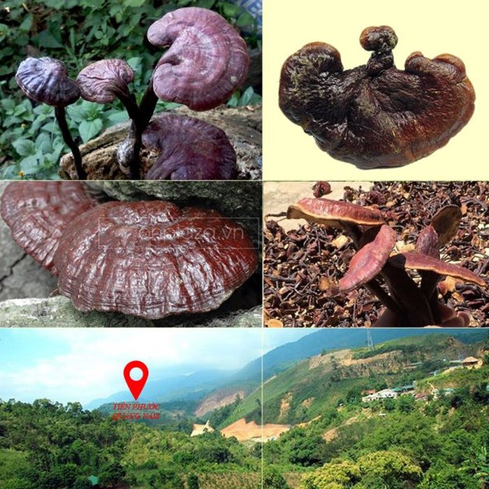 Nấm lim xanh Quảng Nam (Hộp quà biếu) L294 2