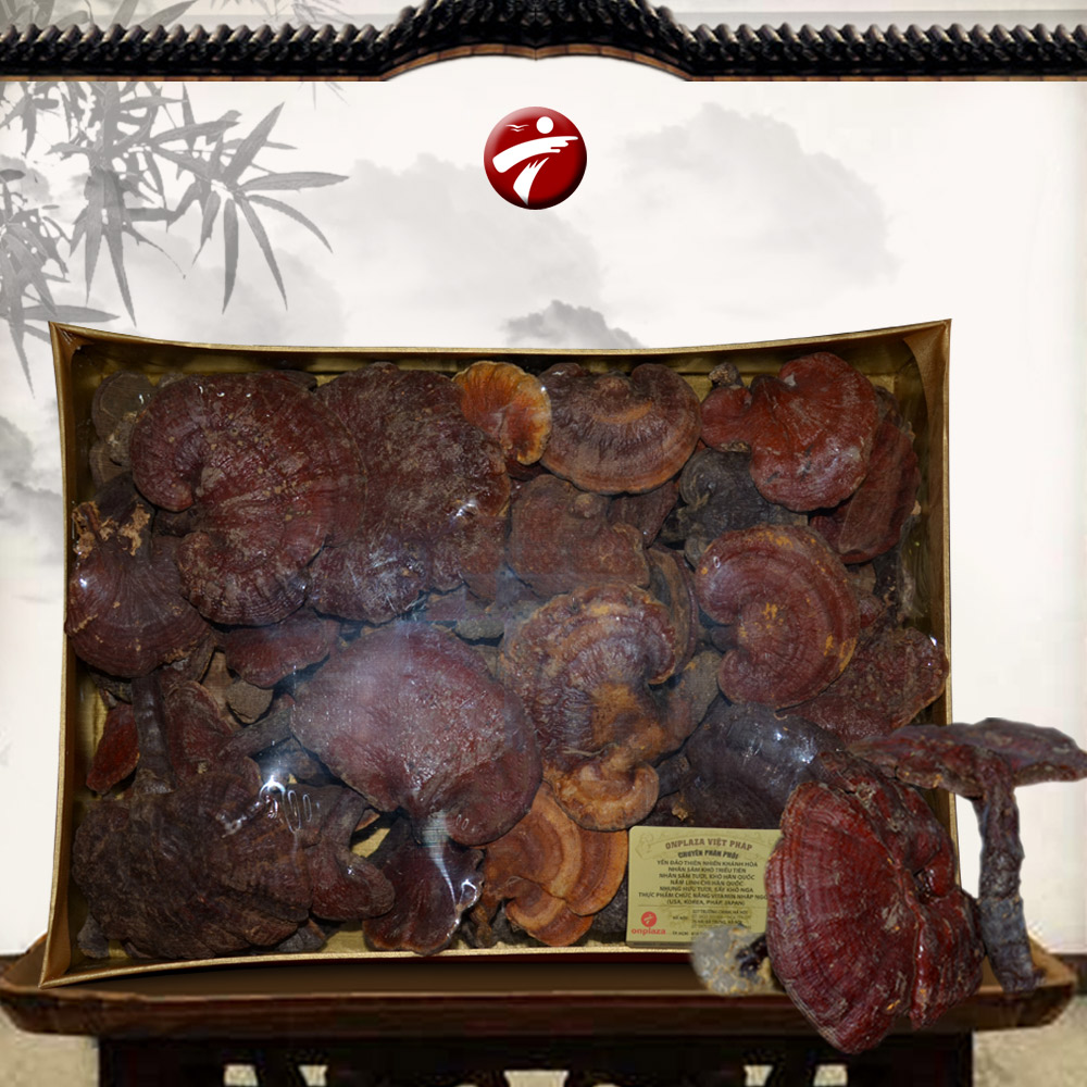 Nấm lim xanh Quảng Nam (Hộp quà biếu) L294