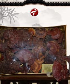 Nấm lim xanh Quảng Nam