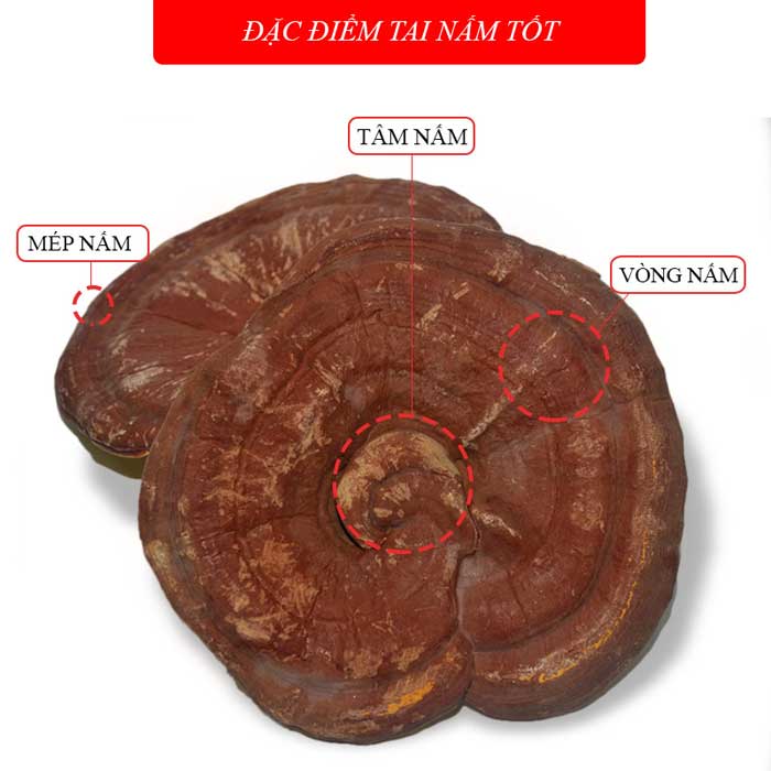 Nấm linh chi Hàn Quốc loại thượng hạng
