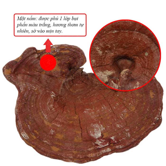 nam-linh-chi-han-quoc-loai-thuong-hang_8